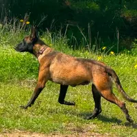 Ranger, a male Belgian Malinois for sale in Streetman, TX – Photo 5 of 7
