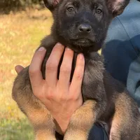Ranger, a male Belgian Malinois for sale in Streetman, TX – Photo 1 of 7