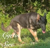 Bax, a male German Shepherd Dog for sale in Streetman, TX – 6 of 7