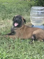 Gator, a male Belgian Malinois for sale in Streetman, TX – 2 of 6