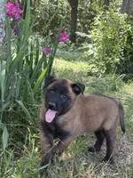 Gator, a male Belgian Malinois for sale in Streetman, TX – 4 of 6