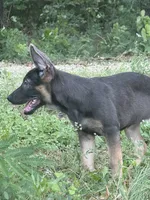 Delta , a female German Shepherd Dog for sale in Streetman, TX – 3 of 6