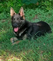 Bax, a male German Shepherd Dog for sale in Streetman, TX – 7 of 7