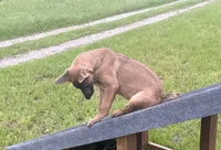 Max, a male Belgian Malinois and German Shepherd Dog for sale in Streetman, TX – 4 of 8