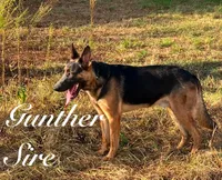 Max, a male Belgian Malinois and German Shepherd Dog for sale in Streetman, TX – 5 of 8