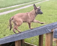 Max, a male Belgian Malinois and German Shepherd Dog for sale in Streetman, TX – 2 of 8