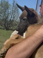 Max, a male Belgian Malinois and German Shepherd Dog for sale in Streetman, TX – Photo 2 of 8