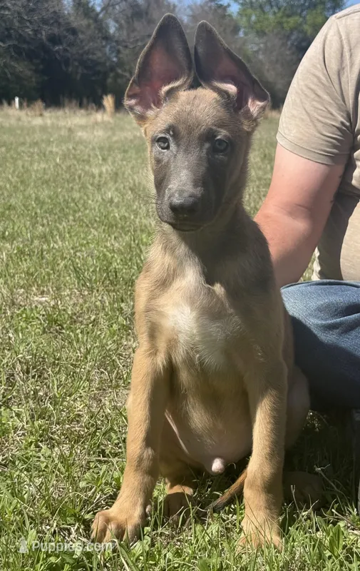 Max – Belgian Malinois, German Shepherd Dog puppy for sale in Streetman, TX