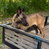 Max, a male Belgian Malinois and German Shepherd Dog for sale in Streetman, TX – Photo 8 of 8