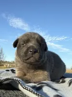 processed/2b27cf2f-322b-4d49-9c51-26fc0a19789f/listing/da476e16-14aa-489e-b6c4-86f000b24ddb/ace8e737-190d-4e67-88ed-a80c0c0a003d