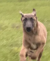 Max, a male Belgian Malinois and German Shepherd Dog for sale in Streetman, TX – 1 of 8