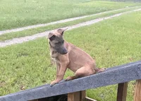 Max, a male Belgian Malinois and German Shepherd Dog for sale in Streetman, TX – 3 of 8