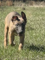 Max, a male Belgian Malinois and German Shepherd Dog for sale in Streetman, TX – Photo 4 of 8