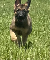 Rex, a male German Shepherd Dog for sale in Streetman, TX – Photo 3 of 8