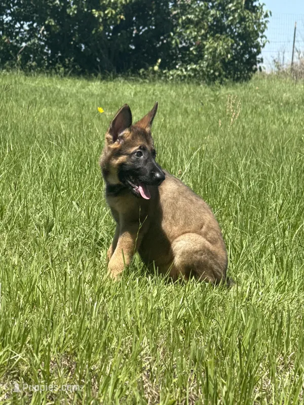 Rex – German Shepherd Dog puppy for sale in Streetman, TX