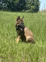 Rex, a male German Shepherd Dog for sale in Streetman, TX – Photo 1 of 8
