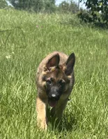 Rex, a male German Shepherd Dog for sale in Streetman, TX – Photo 2 of 8