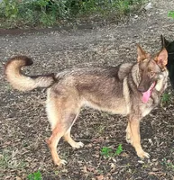 Rex, a male German Shepherd Dog for sale in Streetman, TX – Photo 8 of 8