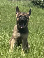 Rex, a male German Shepherd Dog for sale in Streetman, TX – Photo 4 of 8