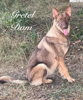 Rex, a male German Shepherd Dog for sale in Streetman, TX – Photo 7 of 8