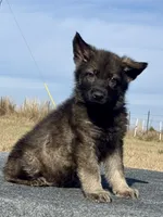 Chico, a male German Shepherd Dog for sale in Streetman, TX – Photo 2 of 7