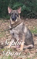 Chico, a male German Shepherd Dog for sale in Streetman, TX – Photo 6 of 7