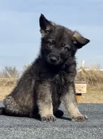 Chico, a male German Shepherd Dog for sale in Streetman, TX – Photo 3 of 7