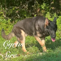 Chico, a male German Shepherd Dog for sale in Streetman, TX – Photo 7 of 7