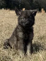 Chico, a male German Shepherd Dog for sale in Streetman, TX – Photo 4 of 7