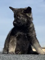 Chico, a male German Shepherd Dog for sale in Streetman, TX – Photo 1 of 7