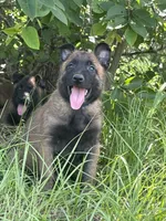 Vice, a male Belgian Malinois for sale in Streetman, TX – 2 of 4