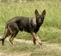 Bax, a male German Shepherd Dog for sale in Streetman, TX – 3 of 8