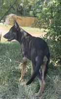 Delta , a female German Shepherd Dog for sale in Streetman, TX – 4 of 7