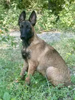 Cookie, a female Belgian Malinois and German Shepherd Dog for sale in Streetman, TX – 8 of 8