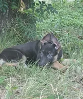 Delta , a female German Shepherd Dog for sale in Streetman, TX – 4 of 6