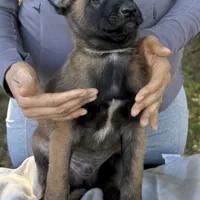 Hans, a male Belgian Malinois for sale in Streetman, TX – Photo 3 of 9