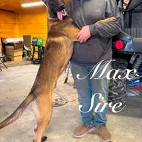 Hans, a male Belgian Malinois for sale in Streetman, TX – Photo 8 of 9