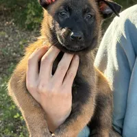 Hans, a male Belgian Malinois for sale in Streetman, TX – Photo 1 of 9