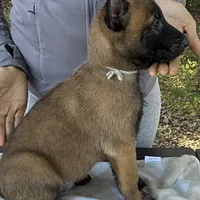Hans, a male Belgian Malinois for sale in Streetman, TX – Photo 4 of 9