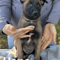 Hans, a male Belgian Malinois for sale in Streetman, TX – Photo 2 of 9