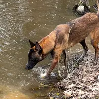 Hans, a male Belgian Malinois for sale in Streetman, TX – Photo 9 of 9