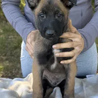 Hans, a male Belgian Malinois for sale in Streetman, TX – Photo 5 of 9