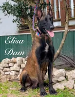 Stryder, a male Belgian Malinois for sale in Streetman, TX – 7 of 7