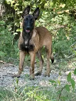 Cookie, a female Belgian Malinois and German Shepherd Dog for sale in Streetman, TX – 7 of 8