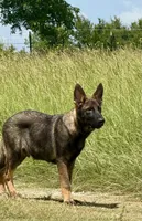 Bax, a male German Shepherd Dog for sale in Streetman, TX – 2 of 8