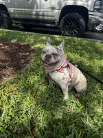 Chanel , a female French Bulldog for sale in Pembroke Pines, FL – 1 of 1