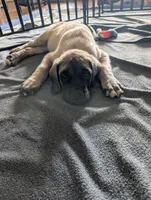 Luke, a male English Mastiff for sale in Collierville, TN – 3 of 5