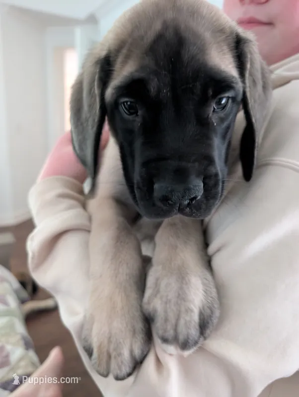 Luke – English Mastiff puppy for sale in Collierville, TN