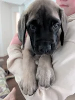 Luke, a male English Mastiff for sale in Collierville, TN – 1 of 5