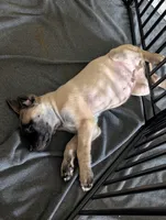 Luke, a male English Mastiff for sale in Collierville, TN – 5 of 5